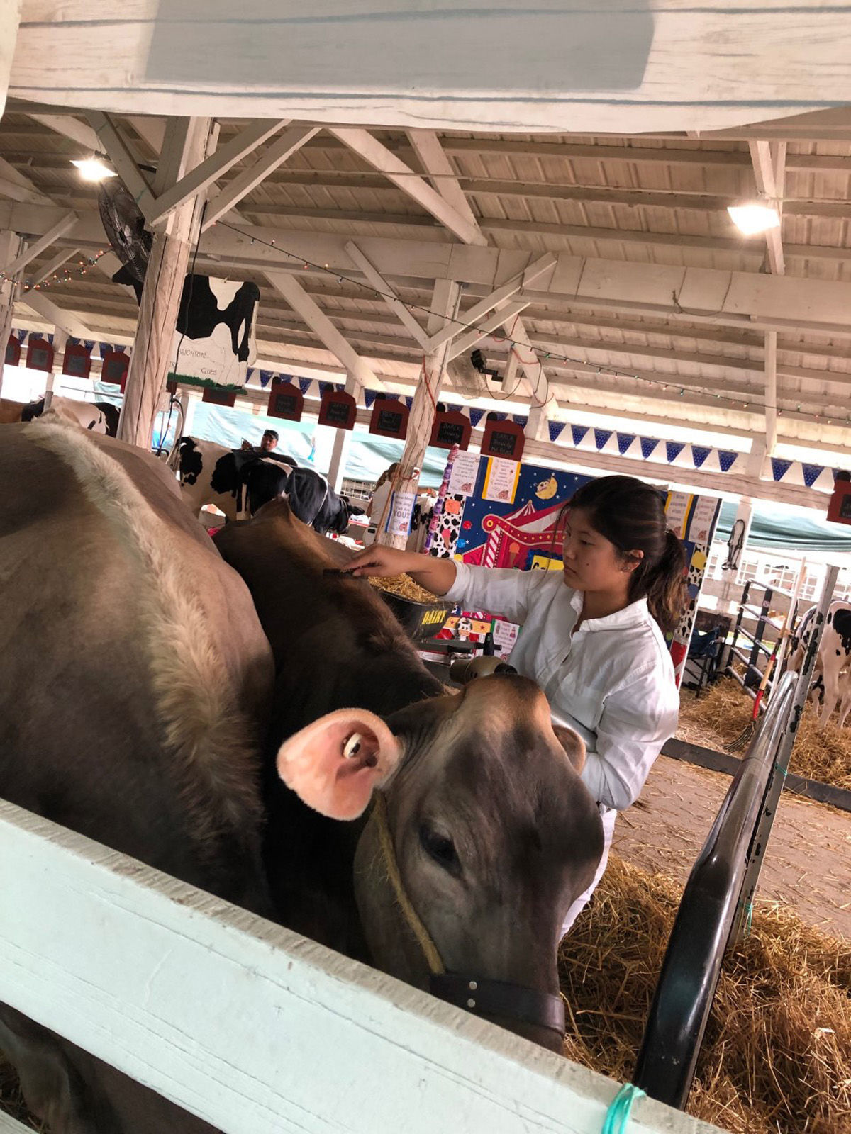 grooming steer 3.jpg